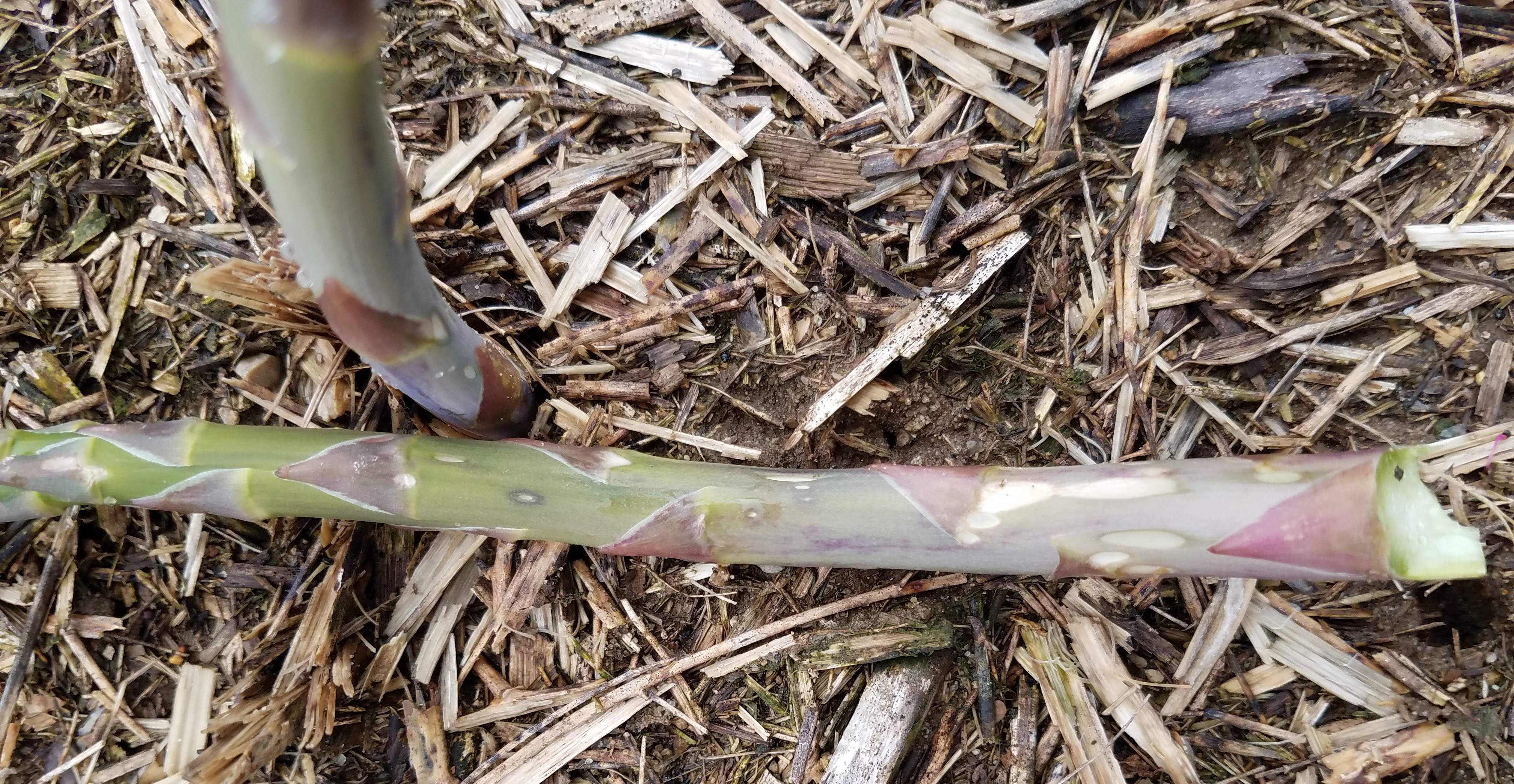 Lesions on asparagus spear